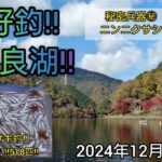 絶好釣‼️伊自良湖‼️ワカサギ入れ食い‼️518匹‼️秘密兵器㊙ニンニクサシの威力とは？2024年12月2日
