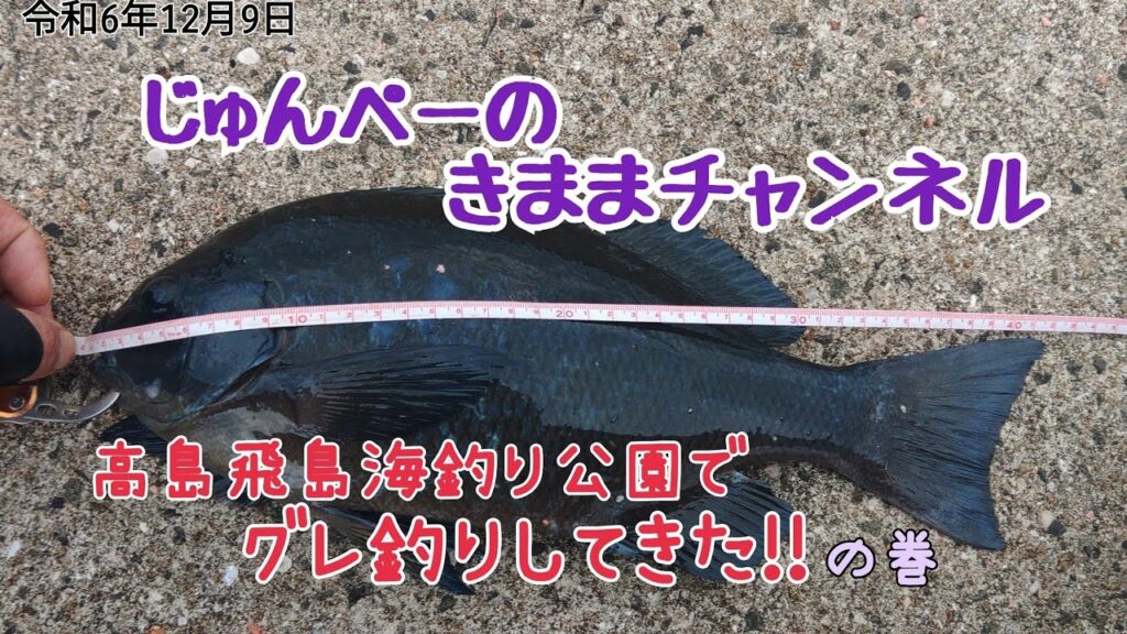 【グレ釣り】高島飛島海釣り公園でグレ釣りしてきた‼️の巻　令和6年12月9日の釣り🎣#グレ釣り #クロ釣り #ふかせ釣り #海釣り #海釣り公園 #チヌとグレ