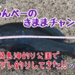 【グレ釣り】高島飛島海釣り公園でグレ釣りしてきた‼️の巻　令和6年12月9日の釣り🎣#グレ釣り #クロ釣り #ふかせ釣り #海釣り #海釣り公園 #チヌとグレ