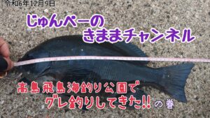 【グレ釣り】高島飛島海釣り公園でグレ釣りしてきた‼️の巻　令和6年12月9日の釣り🎣#グレ釣り #クロ釣り #ふかせ釣り #海釣り #海釣り公園 #チヌとグレ