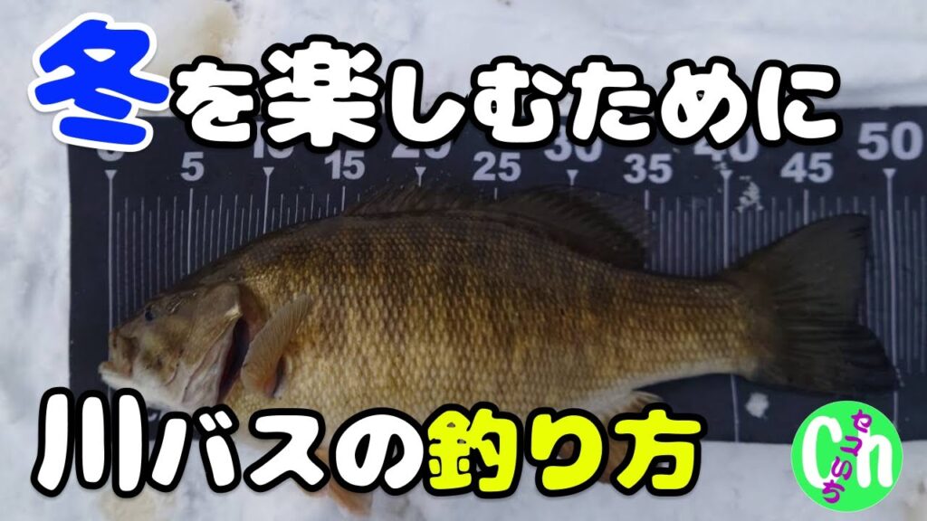 冬の川スモールの釣り方と魅力を徹底解説！魚の居場所を捉えるキーポイントとは⁉️【Black bass】【初心者】【12月】【1月】