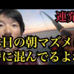 まずは休日の浜名湖でサビキ釣り🔥泳がせ釣り🔥Dジギング 🔥