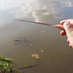 【タナゴ釣り初心者】埼玉のアマゾンでタナゴ釣り｜びん沼｜Float Fishing|Small Fishing｜