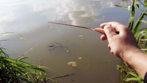 【タナゴ釣り初心者】埼玉のアマゾンでタナゴ釣り｜びん沼｜Float Fishing|Small Fishing｜