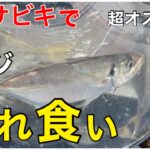 【本牧海づり施設】おすすめサビキ　GWの釣りはコレだ！仕掛けとタナ