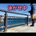 【浜名湖 釣り】みんな大好きな あの場所で青物狙い✨〜Live bait fishing in Lake Hamana〜