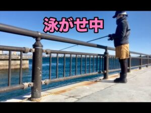 【浜名湖 釣り】みんな大好きな あの場所で青物狙い✨〜Live bait fishing in Lake Hamana〜