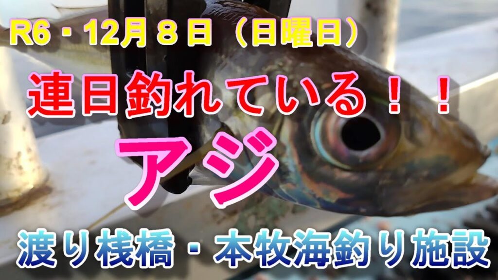 【本牧海釣り施設・渡り桟橋】連日釣れる！アジ！R6・１２月８日（日）
