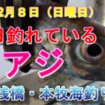 【本牧海釣り施設・渡り桟橋】連日釣れる！アジ！R6・１２月８日（日）