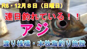 【本牧海釣り施設・渡り桟橋】連日釣れる！アジ！R6・１２月８日（日）