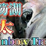 【支笏湖釣り】支笏湖極太Rainbow Trout