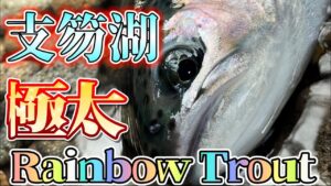 【支笏湖釣り】支笏湖極太Rainbow Trout