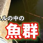 【埼玉県春日部市　薬師沼親水公園】小物釣り【câu cá】microfishing in japan