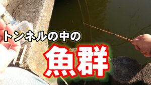 【埼玉県春日部市 薬師沼親水公園】小物釣り【câu cá】microfishing in japan