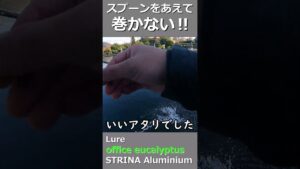 スプーンをあえて巻かない!#shorts #fishing #管理釣り場 #エリアトラウト #trout