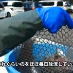 連日大型の頂鱒を大量放流してます！【あいづフィッシングエリア・エリアトラウト・管理釣り場】