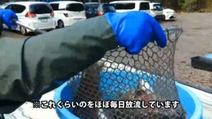 連日大型の頂鱒を大量放流してます！【あいづフィッシングエリア・エリアトラウト・管理釣り場】