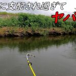 近所の川が肉食魚だらけに！！！！