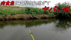 近所の川が肉食魚だらけに！！！！