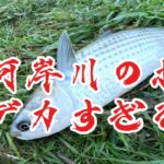 ［新河岸川釣り］新河岸川でマイクロフィシングでこのサカナイパイ釣れます