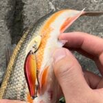 ルアーで産卵期のヤバイ魚かかった