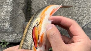 ルアーで産卵期のヤバイ魚かかった