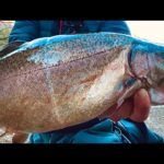 丸々太った赤身のサーモンが釣れまくる！今年もこの釣り場が最高だった...【エリアトラウト】【管理釣り場】【蛇尾川フィッシングパーク】