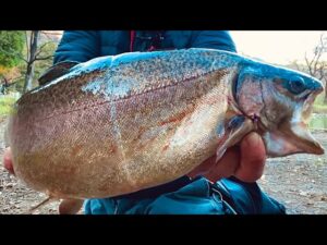 丸々太った赤身のサーモンが釣れまくる！今年もこの釣り場が最高だった...【エリアトラウト】【管理釣り場】【蛇尾川フィッシングパーク】