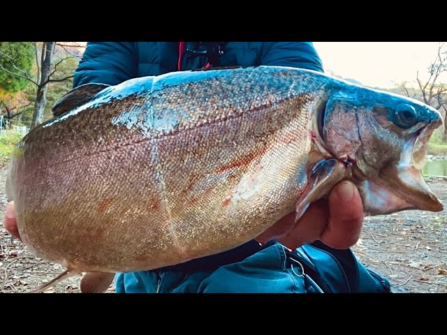 丸々太った赤身のサーモンが釣れまくる!今年もこの釣り場が最高だった...【エリアトラウト】【管理釣り場】【蛇尾川フィッシングパーク】