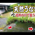 【うなぎ釣り】近所の川で狙う天然うなぎ #ウナギ釣り #うなぎ釣り