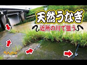 【うなぎ釣り】近所の川で狙う天然うなぎ #ウナギ釣り #うなぎ釣り