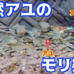 超透明な川で天然アユのモリ突きに挑戦！