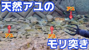 超透明な川で天然アユのモリ突きに挑戦!