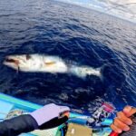 五目釣りのはずが巨大魚釣れてしまったので漁協に売ったら驚きの金額に！