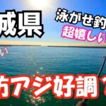 デカアジ好調？茨城県にある堤防でアジ釣り 色々狙える堤防で大物狙いの泳がせ釣りチャレンジしたら超嬉しい魚が！
