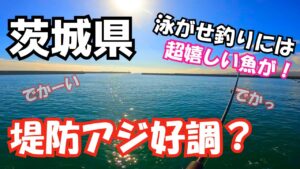 デカアジ好調？茨城県にある堤防でアジ釣り 色々狙える堤防で大物狙いの泳がせ釣りチャレンジしたら超嬉しい魚が！