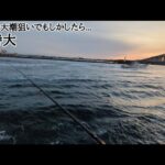 浜名湖最速本日金曜日青物釣りポイント状況📢【浜名湖釣り】🎣