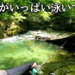 【渓流釣り】山奥のさらに奥に流れる沢に行ったらめっちゃ釣れた！