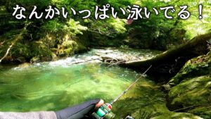 【渓流釣り】山奥のさらに奥に流れる沢に行ったらめっちゃ釣れた!