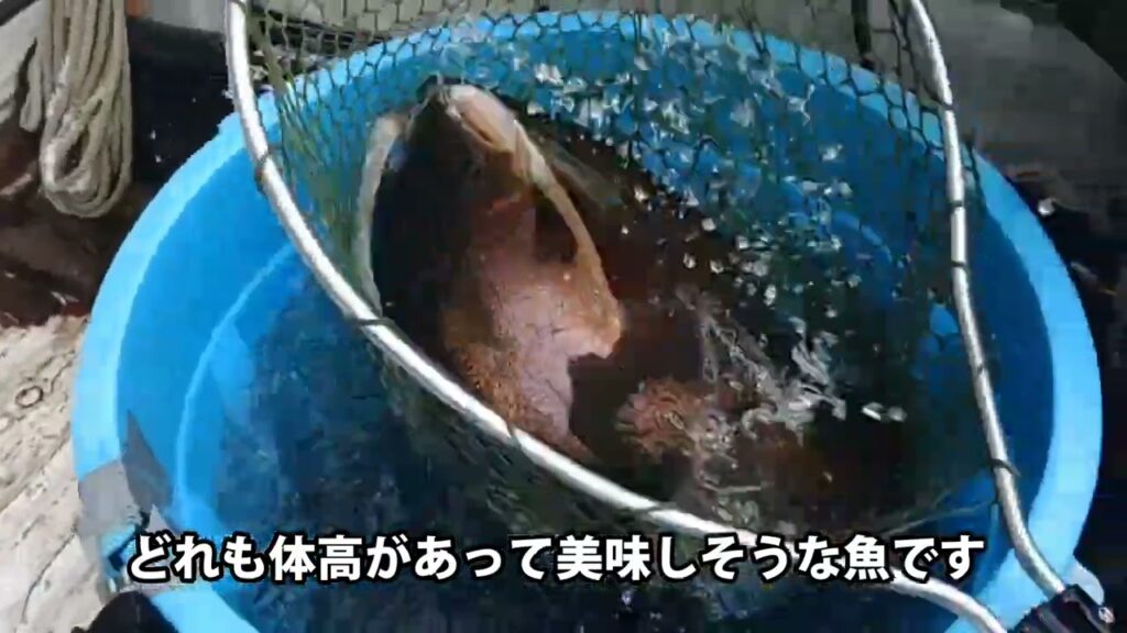 本日も大型頂鱒とロックトラウトを大量放流です【あいづフィッシングエリア・エリアトラウト・管理釣り場】