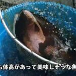 本日も大型頂鱒とロックトラウトを大量放流です【あいづフィッシングエリア・エリアトラウト・管理釣り場】