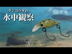 【エリアトラウト】ダンゴウオ パクパク水中バイトシーン集 #スミス #管理釣り場 #エリアトラウト #礒野寛之