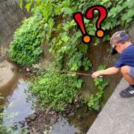 用水路にミミズ垂らしたらスゴいことになった