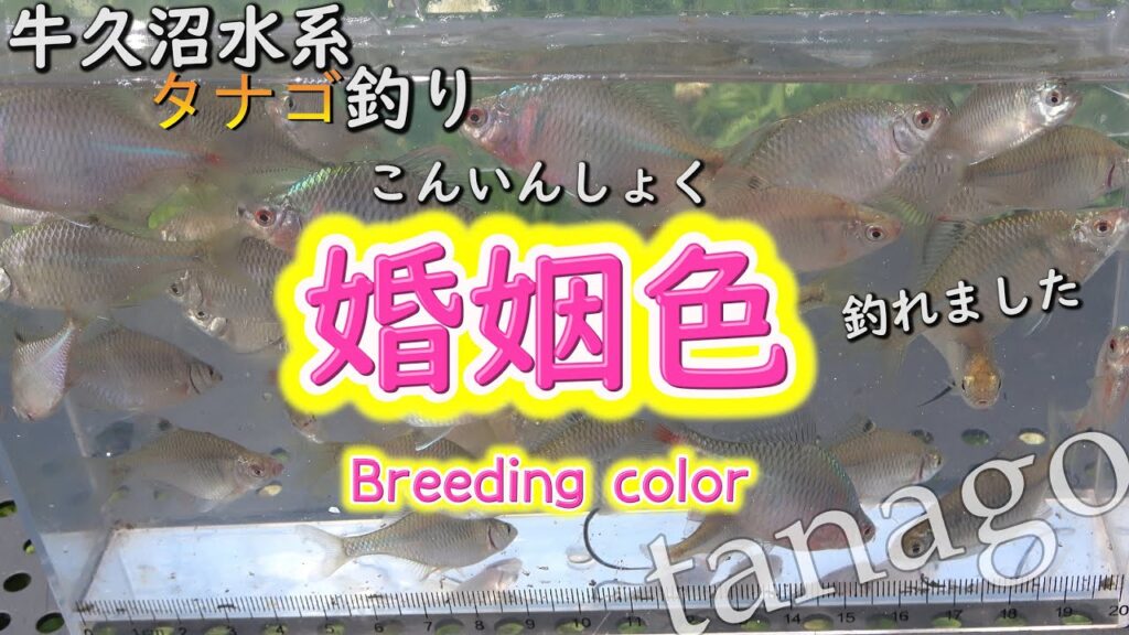 【タナゴ釣り】牛久沼水系で宝石のような色している魚を釣りまくり