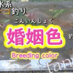 【タナゴ釣り】牛久沼水系で宝石のような色している魚を釣りまくり