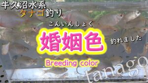 【タナゴ釣り】牛久沼水系で宝石のような色している魚を釣りまくり