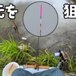 印旛沼に流れ込む鹿島川でハタキを狙って短竿勝負！【千葉県佐倉市 鹿島川】