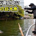 首都高の真下で巨大トラウトが釣れまくるヤバい場所を発見した【弁慶堀・弁慶橋ボート場・エリアトラウト・管理釣り場】