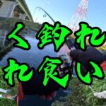 ［埼玉県新河岸川釣り］まさかの入れ食いでした