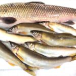 川でアユを捕まえて炭火で食べる